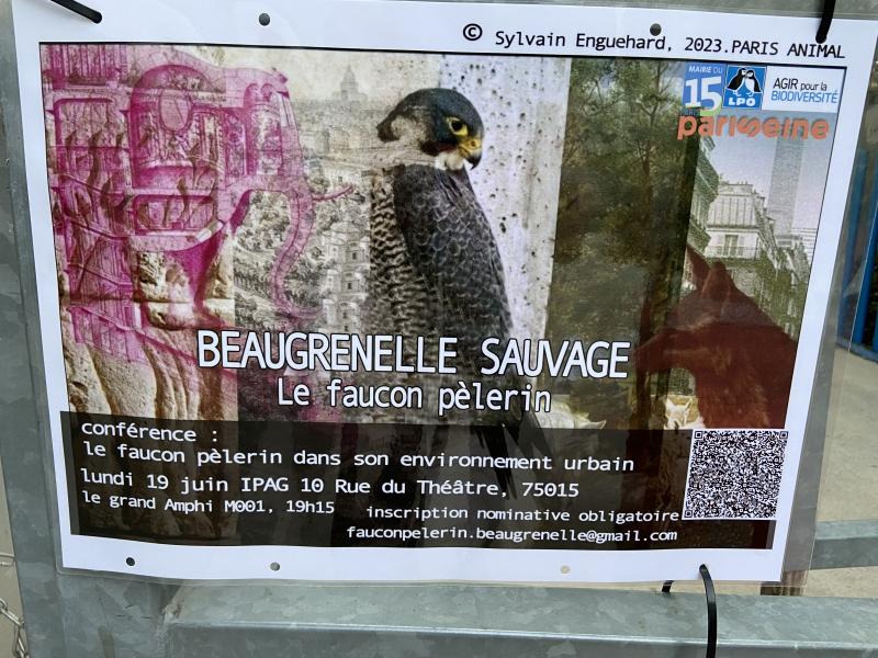 Conférence sur le faucon pèlerin à Beaugrenelle