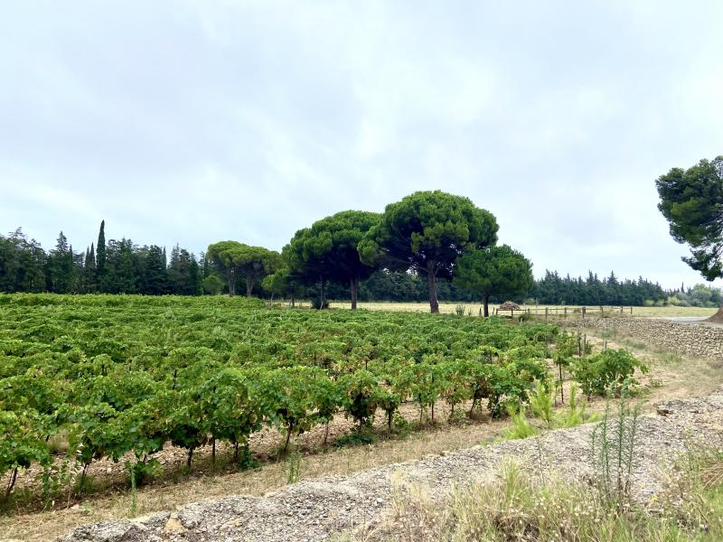 Massif de la Clape