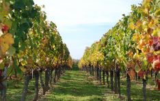 Les vignerons de Roquefort la Bédoule