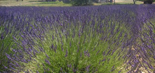 Parcours lavande dans le Luberon, au cœur de la Haute-Provence