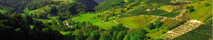 Le Vignoble du Bugey, dans la Loire