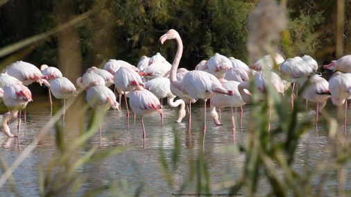 Photo : Parc naturel régional de Camargue