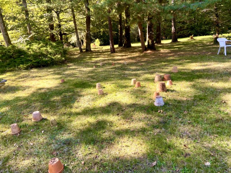 Des cèpes poussent dans mon jardin